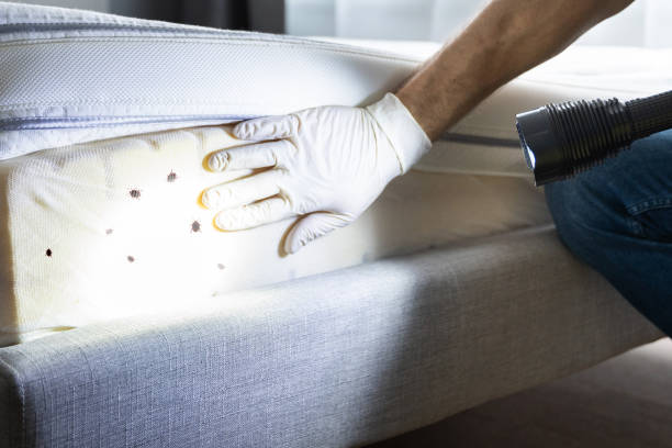 Best Pest Removal Services  in Plainfield Village, CT
